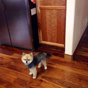 Meet your Posher, Maxine